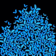butterflies blue 1