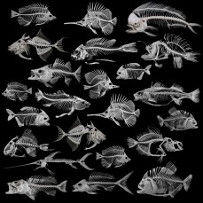 Skeleton fishes